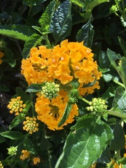 Lantana × hybrida
