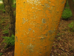 Trentepohlia umbrina