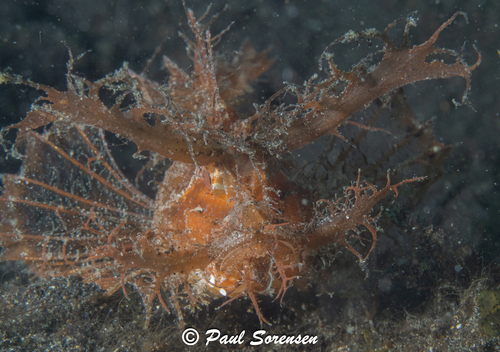 Pteroidichthys amboinensis observed 2026-07-13