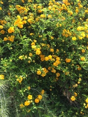 Lantana × hybrida
