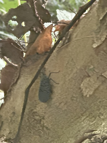 Spotted Lanternfly