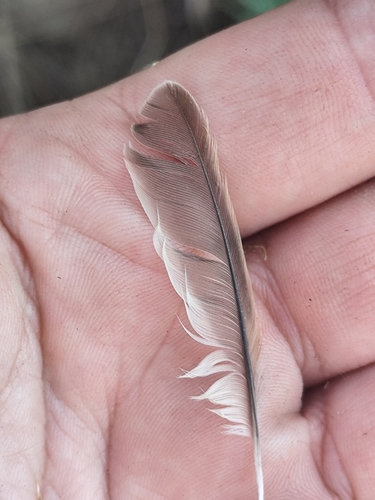Plume de Moineau friquet