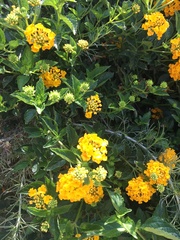 Lantana × hybrida