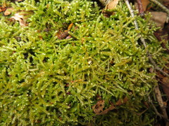 Eurhynchium