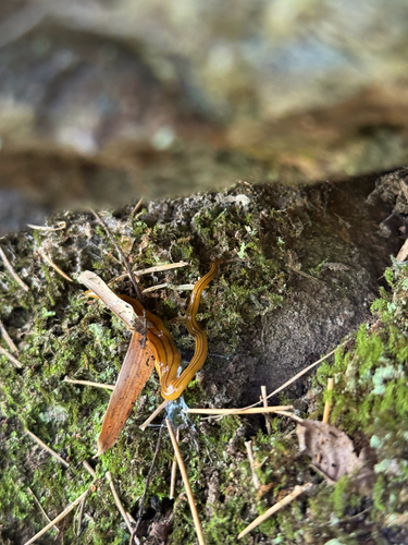 Bipalium nobile