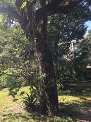 Scaptotrigona postica