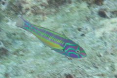 Thalassoma quinquevittatum