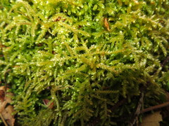 Eurhynchium