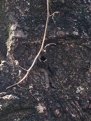 Scaptotrigona postica