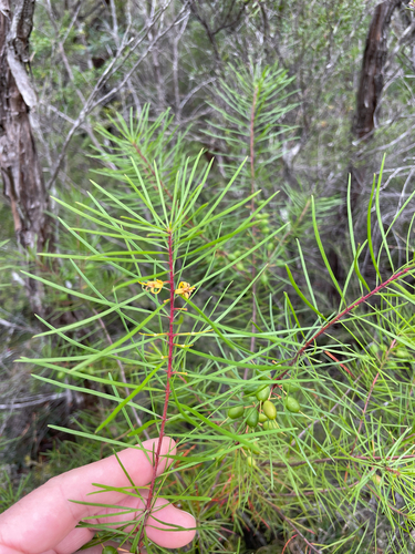 Persoonia virgata, photograph 2
