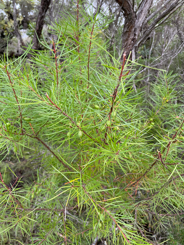 Persoonia virgata