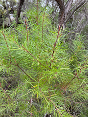 Persoonia virgata
