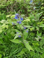 Brunnera