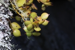 (c) Liam southwell, some rights reserved (CC BY) Dendrobium pugioniforme, photograph (c) Liam southwell, some rights reserved (CC BY)