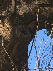 Scaptotrigona postica