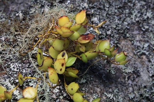 Dendrobium pugioniforme, photograph 2