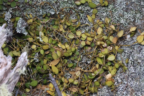 Dendrobium pugioniforme, photograph 3