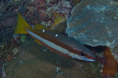 Lutjanus biguttatus