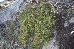 (c) Liam southwell, some rights reserved (CC BY) Dendrobium pugioniforme, photograph (c) Liam southwell, some rights reserved (CC BY)