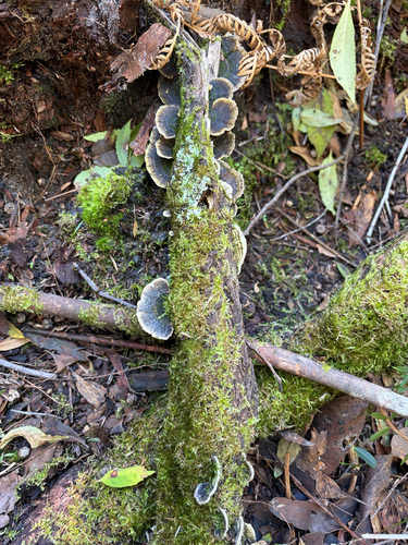 turkey-tail