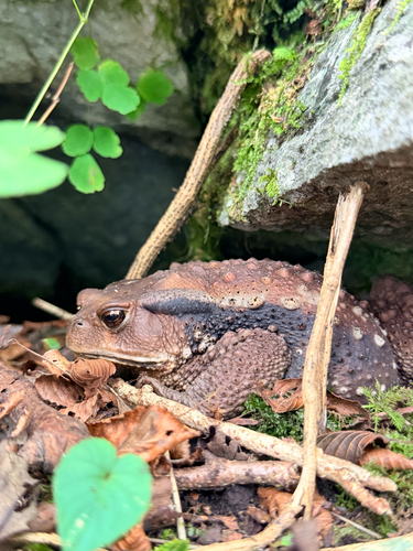 Asiatic Toad