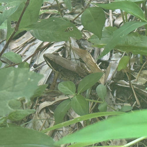 Mangven Chang's Music Frog
