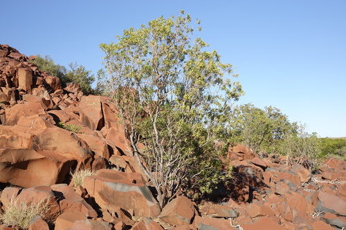 Pittosporum phillyreoides observed 2026-07-31