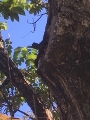 Scaptotrigona postica