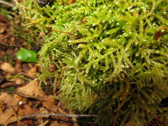 Eurhynchium