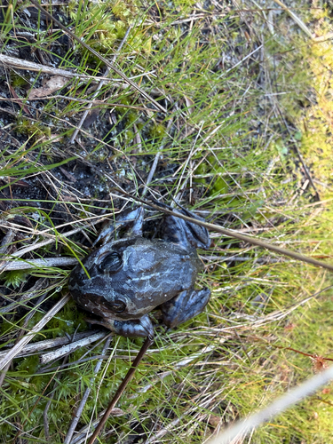 Eastern Banjo Frog