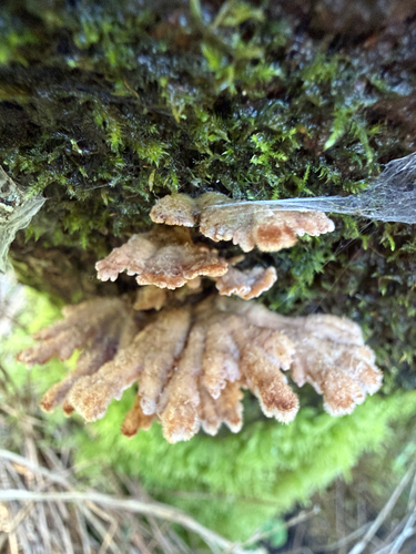 splitgill mushroom