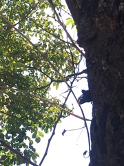 Scaptotrigona postica