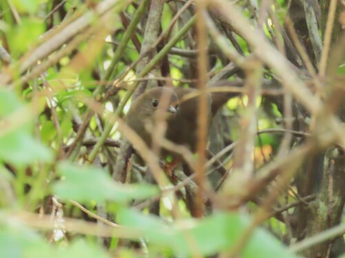 Knysna Warbler (Bradypterus sylvaticus), photo 10