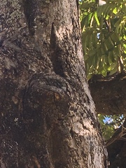 Scaptotrigona postica