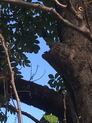 Scaptotrigona postica