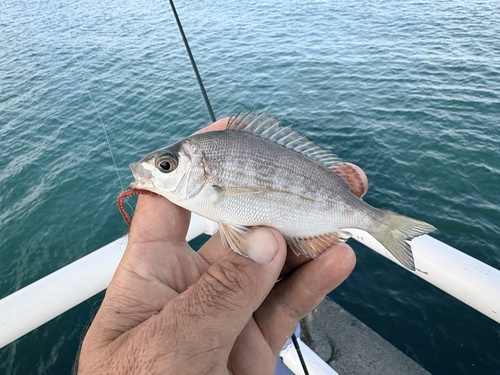 Black Seabream, Brunswick Terrace, Weymouth, England, GB, photo 7 of 10
