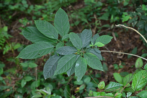 Mayflower Glorybower