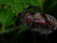 Phyllophaga crenulata
