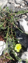 Fumana procumbens, photograph author not stated, no rights reserved