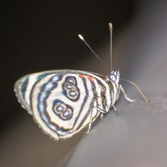 Catagramma pygas thamyras