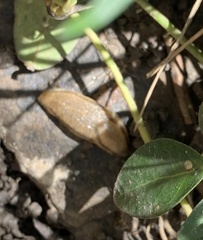 Arion fasciatus