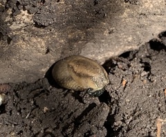 Arion fasciatus