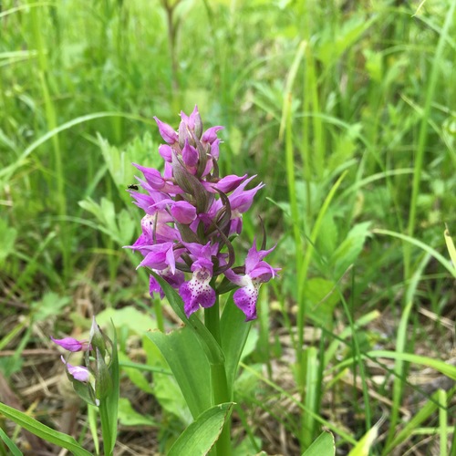 Keyflower (Dactylorhiza aristata)