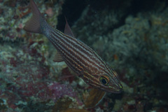 Cheilodipterus macrodon