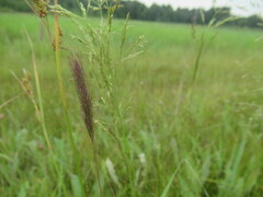 Hordeum brevisubulatum, photograph author not stated, no rights reserved