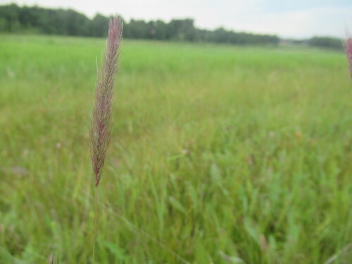 Hordeum brevisubulatum, photograph 4