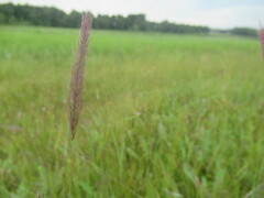 Hordeum brevisubulatum, photograph author not stated, no rights reserved