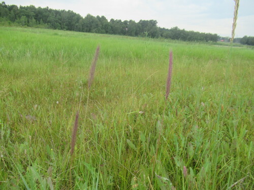 Hordeum brevisubulatum, photograph 5