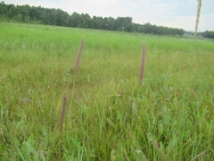 Hordeum brevisubulatum, photograph author not stated, no rights reserved