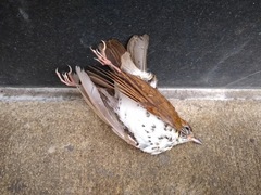 Hylocichla mustelina